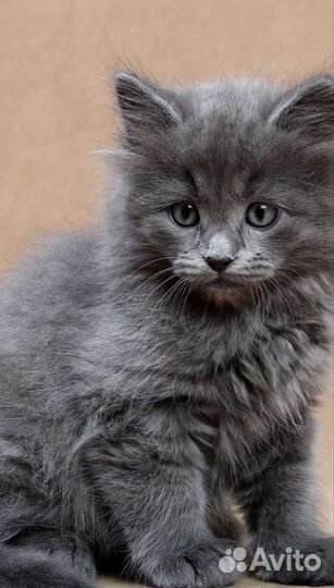 Котята в дар