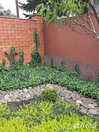 Плющ золотой