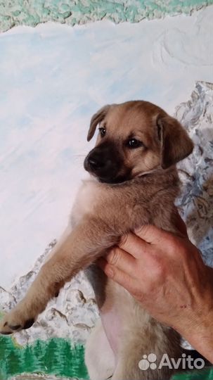 Щенки бесплатно отдам в добрые руки