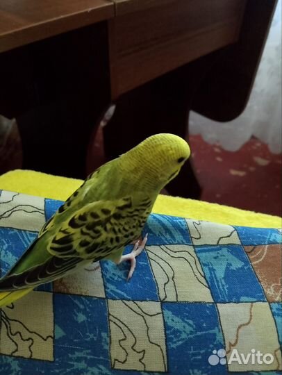 Волнистый попугай
