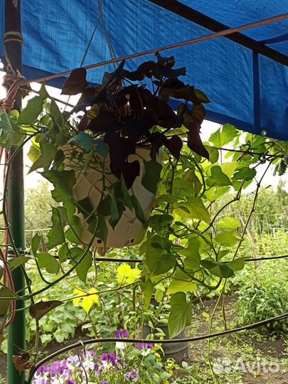 Ипомея батат