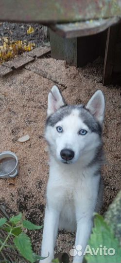 Сибирский хаски