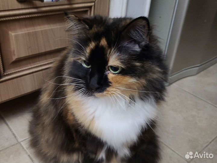 Ищем новую семью для доброй и нежной Бусинки