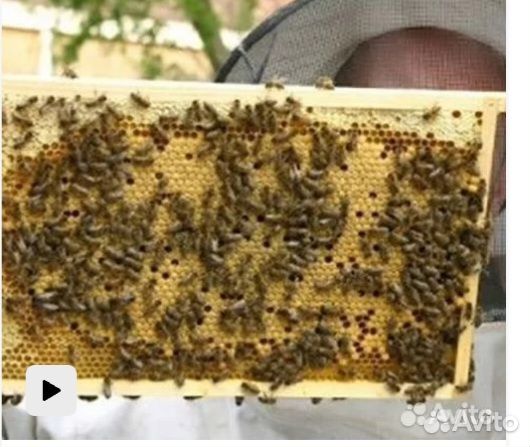 Продам пчелопакеты