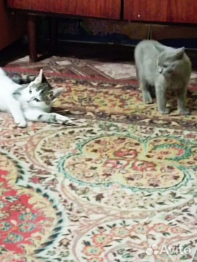 Котята в добрые руки бесплатно коты