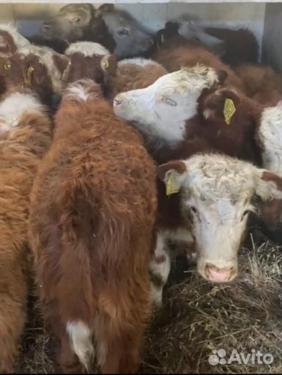 О Телята мясной пород холмогоры сименталы герефорд
