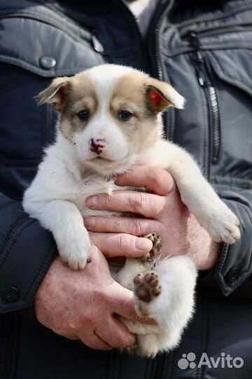 Щенок беспостно