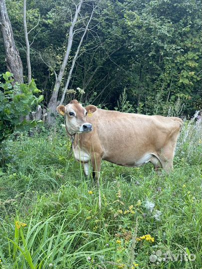 Молоко коровье (джерсейская порода)