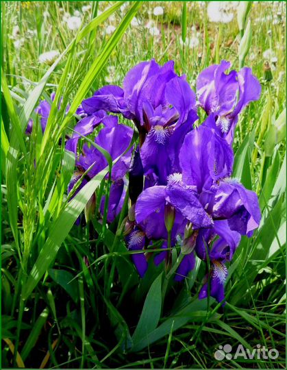 Ирис злаковый/ Ирис синий