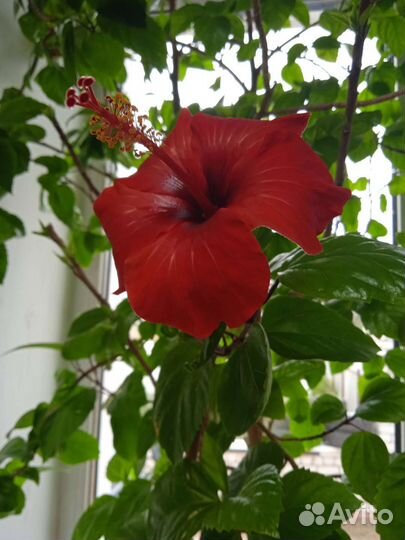 Гибискус китайсккя чайная роза