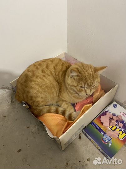 Отдам кота в добрые руки