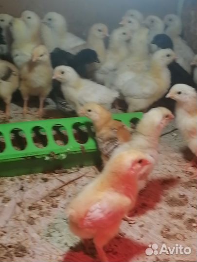 Цыплята кур несушек