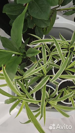 Хлорофитум Супер Фильтр