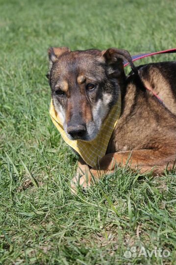 Магда-красотка породы друг ищет дом