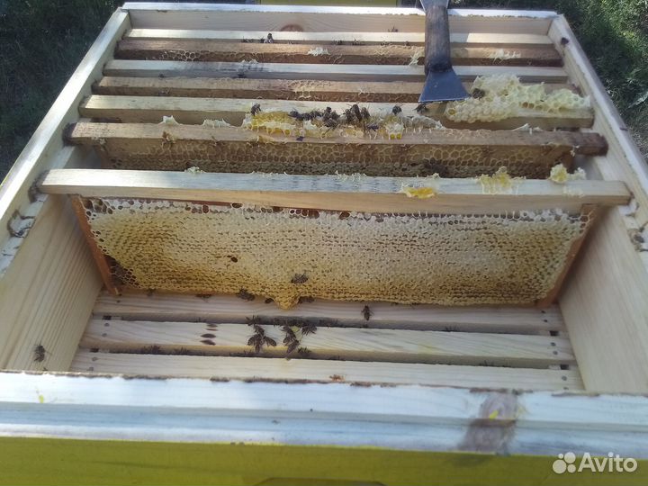 Продам мёд майский и разнотравие со своей пасеки