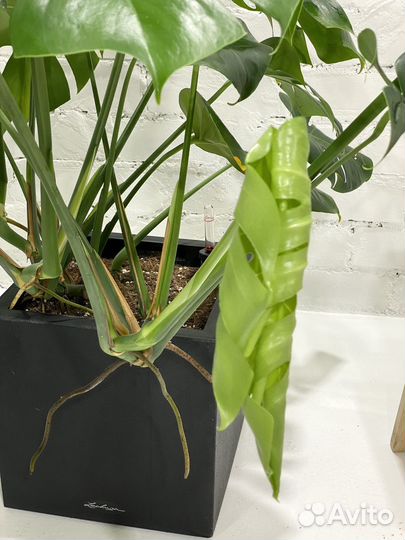 Монстера деликоса в горшке с автополивом lechuza