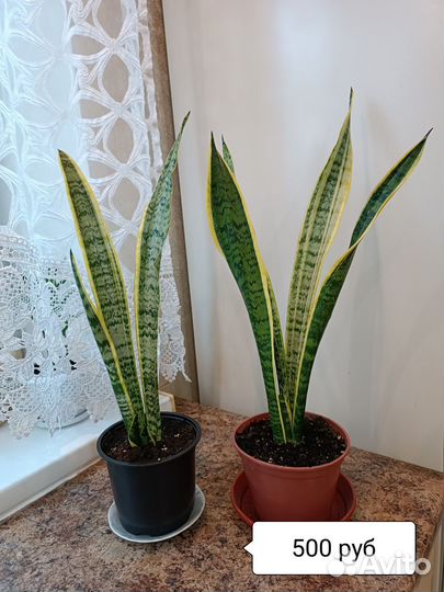 Комнатные цветы