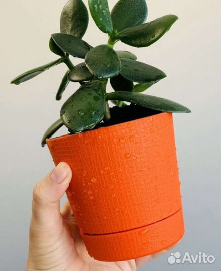 Денежное дерево детки