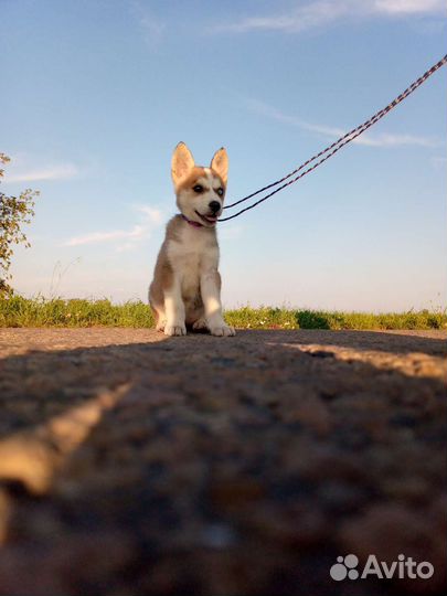 Собака щенок хаски с лайкой