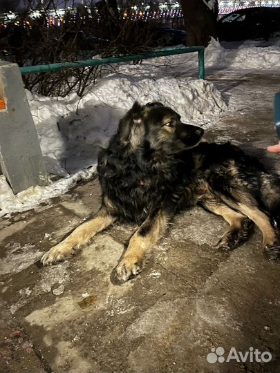 Собака в добрые руки отдам бесплатно