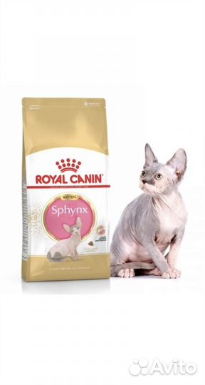 Корм для котенка сфинкса