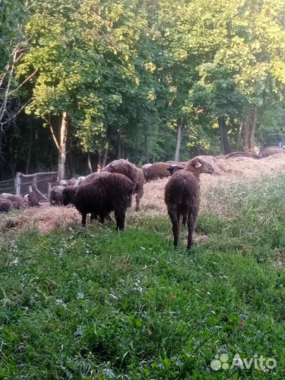 Овцы гиссарские