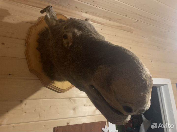 Чучело головы лося