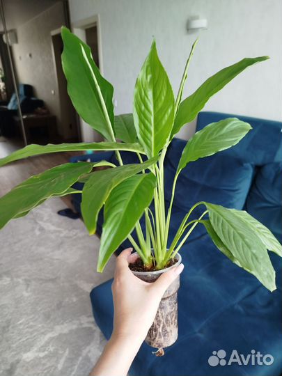 Спатифиллум