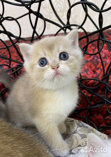 Шотландские котята