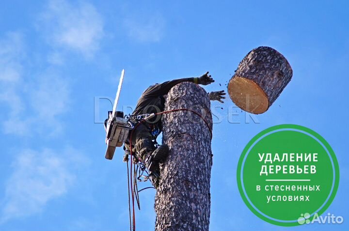 Обрезка, спил и удаление деревьев в Орехово-Зуево