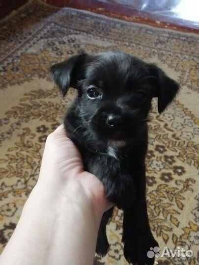 Йоркширский терьер