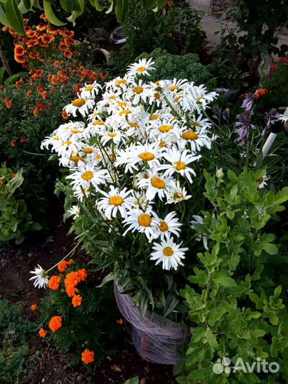 Садовые цветы