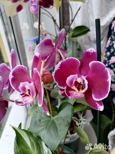 Орхидея фаленопсис