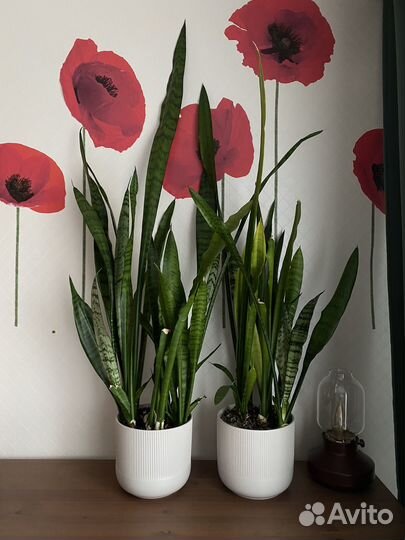 Сансевиерия (Тёщин язык)