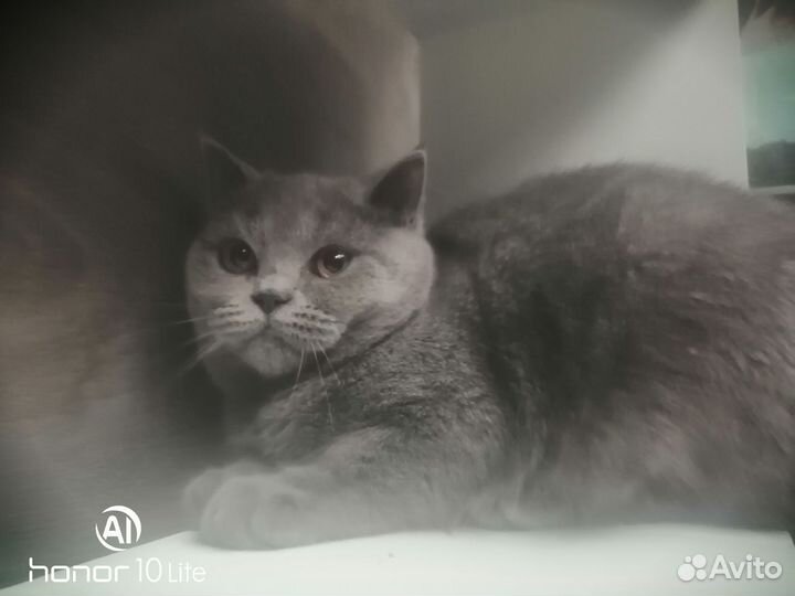 Молодая кошечка