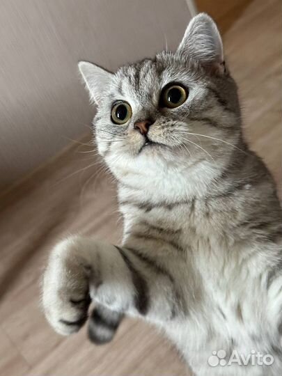 Шотландская кошечка на вязку