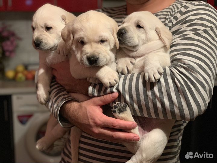 Лабрадоры.супер детки