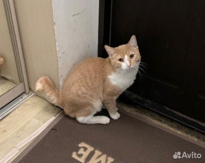 Молодые котики, в добрые руки, кастрированны