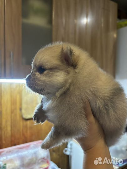 Померанский шпиц