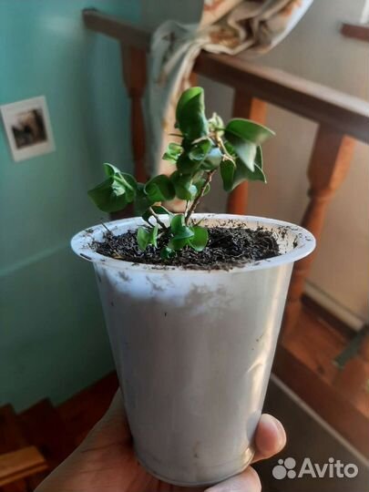 Фикус кудрявый