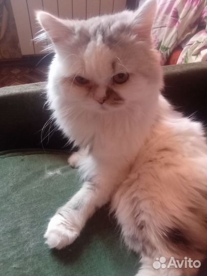 Кот британец, кошка мейн кун