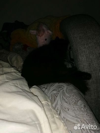 Кошка в дар