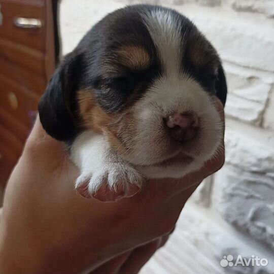 Щенки бигль