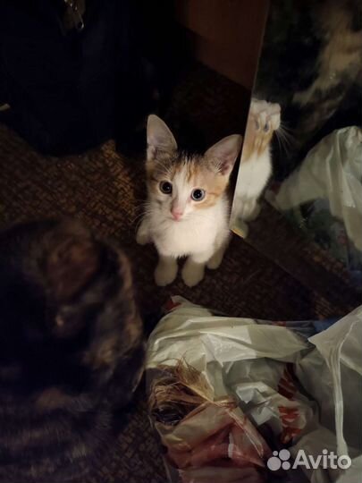 Котенок с разными глазами