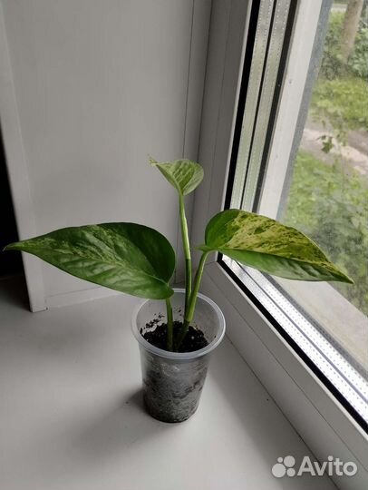 Сциндапсус