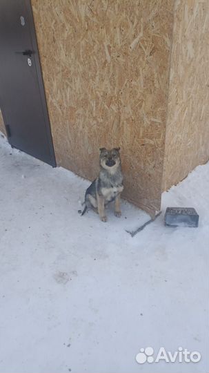 Щенята в дар