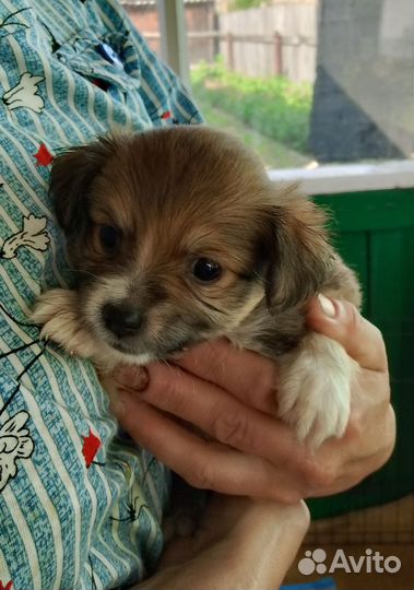 Щенки метисы шпица