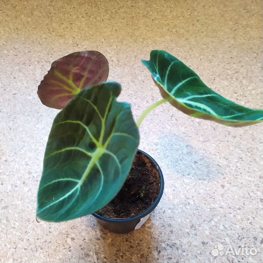 Продажа комнатных цветов