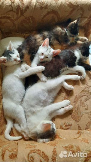 Кошки в добрые руки