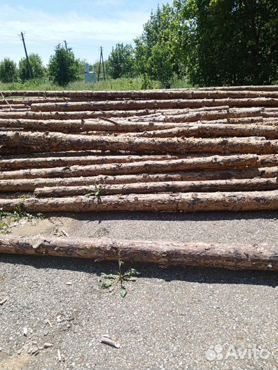 Лес кругляк сосна